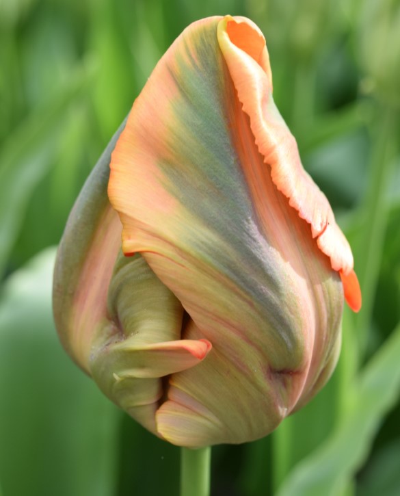 Avignon Parrot Onings Holland Flowerbulbs