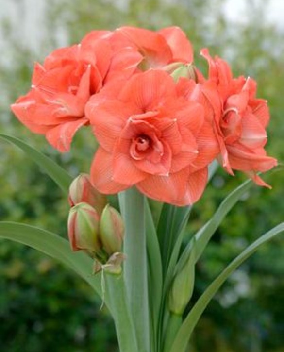 Benito Onings Holland Flowerbulbs