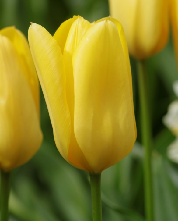 Candela Onings Holland Flowerbulbs