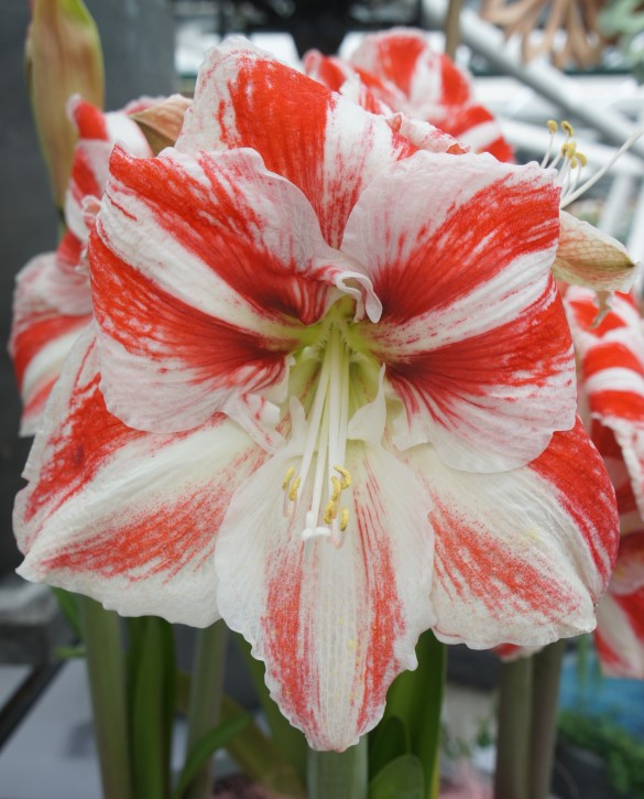 Clown Onings Holland Flowerbulbs