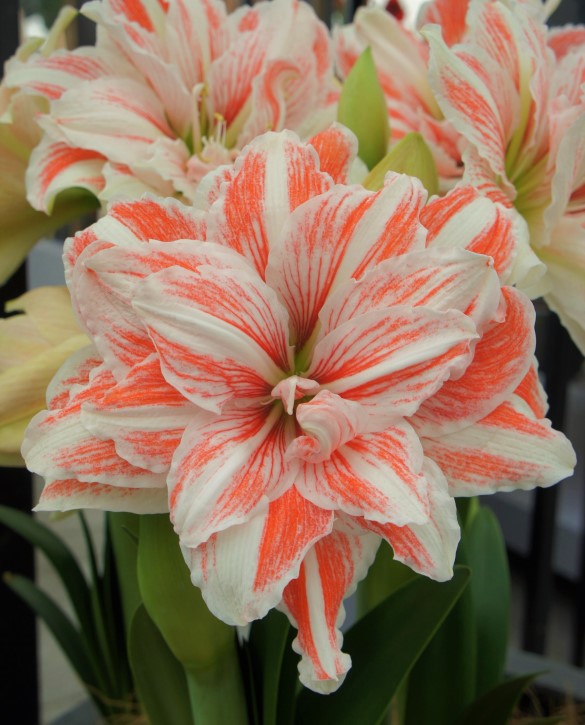 Dancing Queen Onings Holland Flowerbulbs