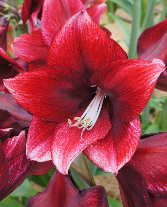 Daphne Onings Holland Flowerbulbs