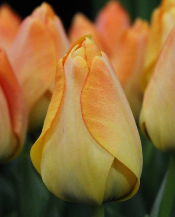 Daydream Onings Holland Flowerbulbs