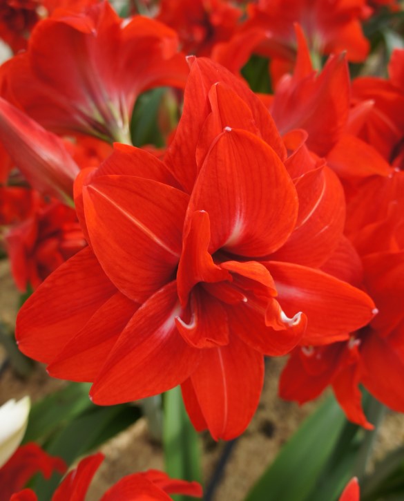 Double Delicious Onings Holland Flowerbulbs
