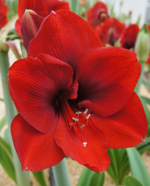 Ferrari Onings Holland Flowerbulbs