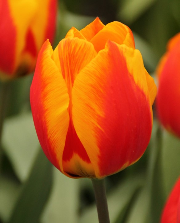 Flair Onings Holland Flowerbulbs