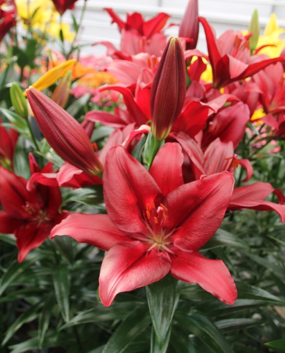 Forza Red Onings Holland Flowerbulbs