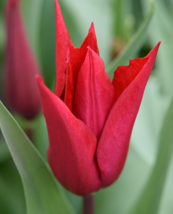 Isaac Chic Onings Holland Flowerbulbs