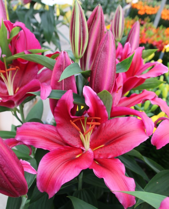 Jacksonville Onings Holland Flowerbulbs