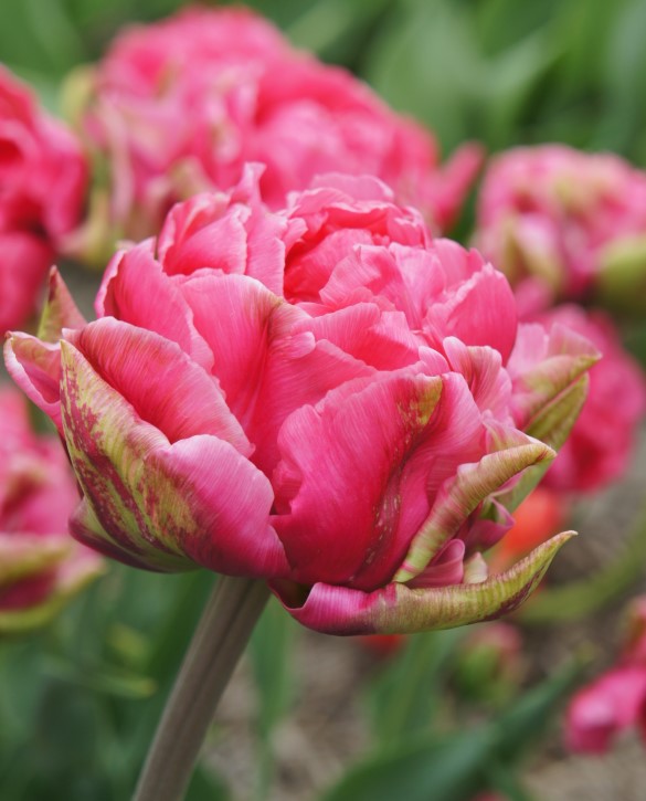 Double Sugar Onings Holland Flowerbulbs