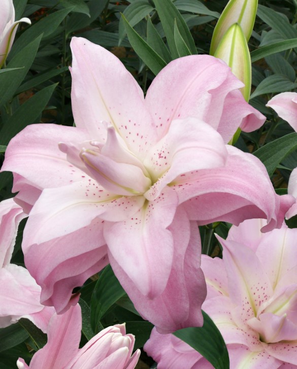 Lotus Queen Onings Holland Flowerbulbs