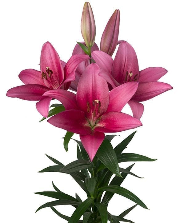 Lycos Onings Holland Flowerbulbs