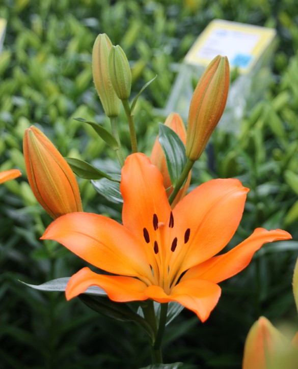 Millburn Onings Holland Flowerbulbs