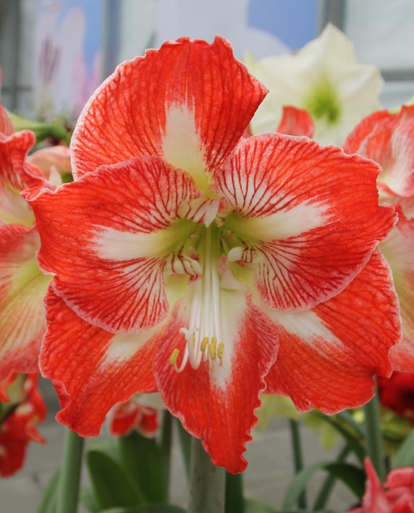 Minerva Onings Holland Flowerbulbs