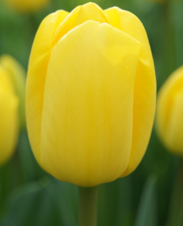 Yellow Pride Onings Holland Flowerbulbs