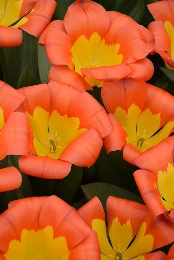 Oracle Onings Holland Flowerbulbs