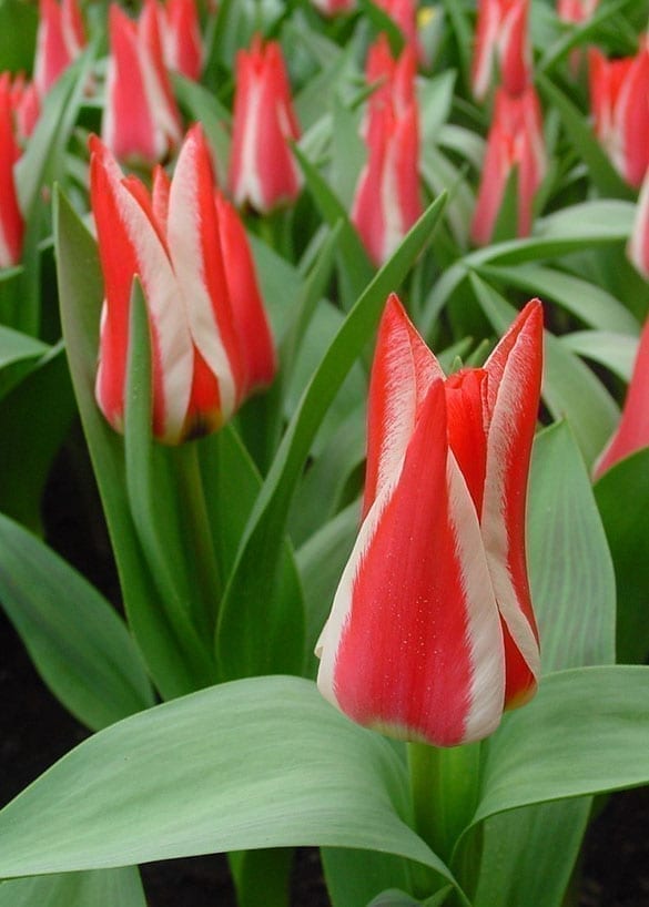 Pinocchio Onings Holland Flowerbulbs