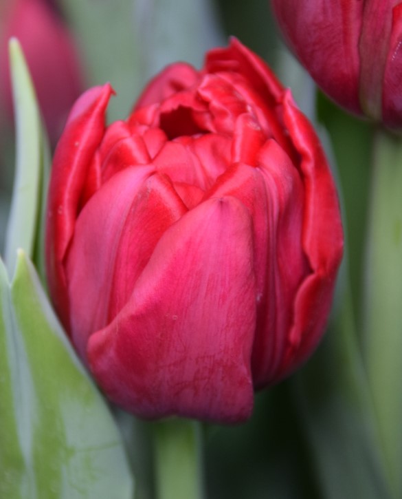 Presto Onings Holland Flowerbulbs