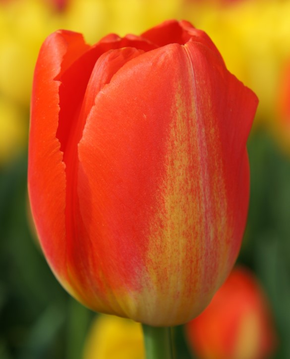 Prins Claus Onings Holland Flowerbulbs