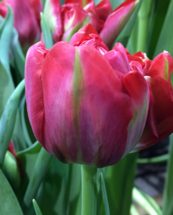 Promiss Onings Holland Flowerbulbs
