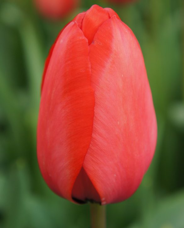 Red Impression Onings Holland Flowerbulbs