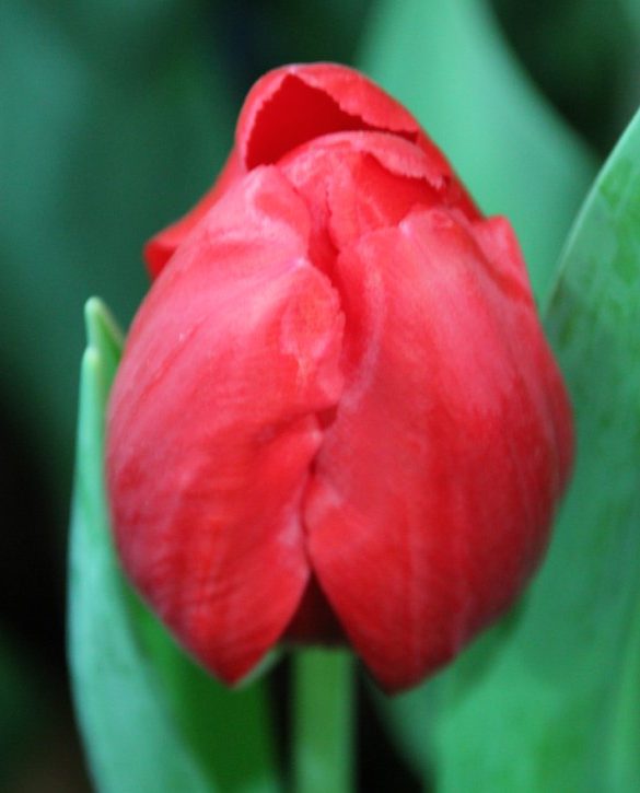 Red Power Onings Holland Flowerbulbs