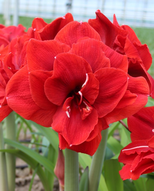 Red Toro Onings Holland Flowerbulbs