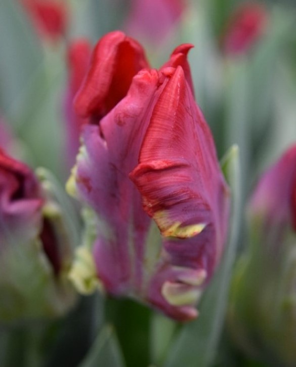 Seadov Parrot Onings Holland Flowerbulbs