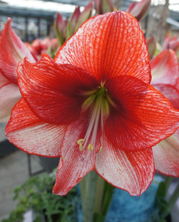 Showmaster Onings Holland Flowerbulbs