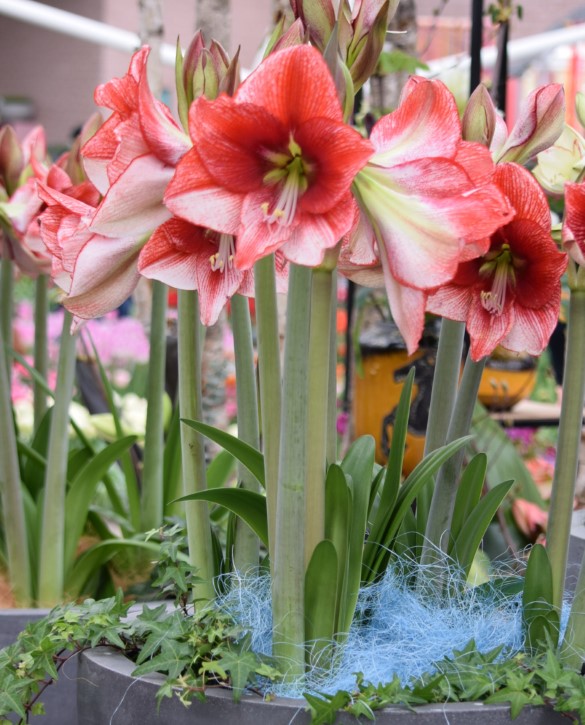 Showmaster Onings Holland Flowerbulbs