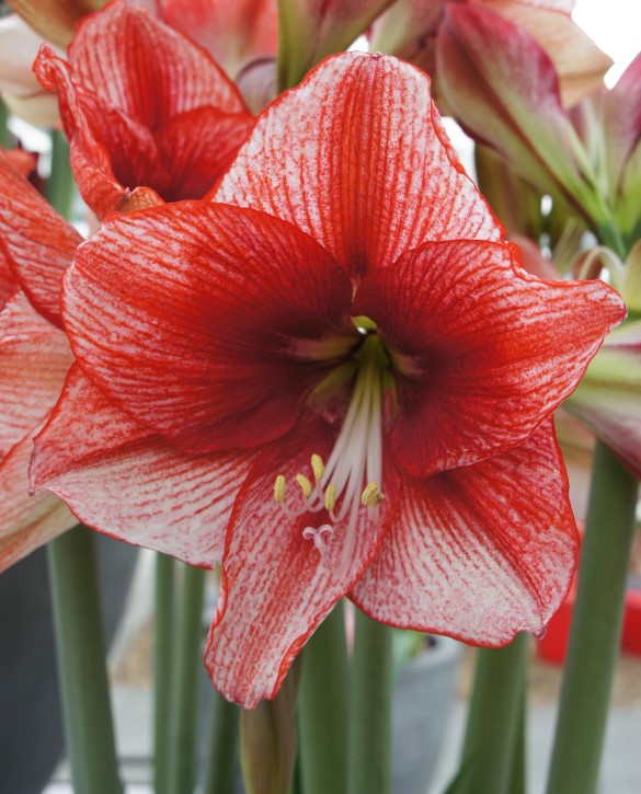 Showmaster Onings Holland Flowerbulbs