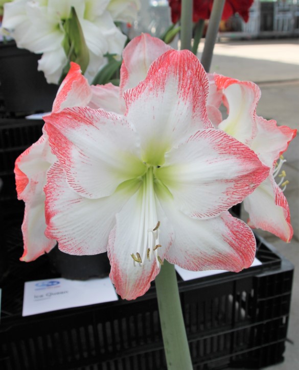 Sofia Onings Holland Flowerbulbs