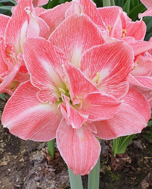 Sweet Nymph Onings Holland Flowerbulbs