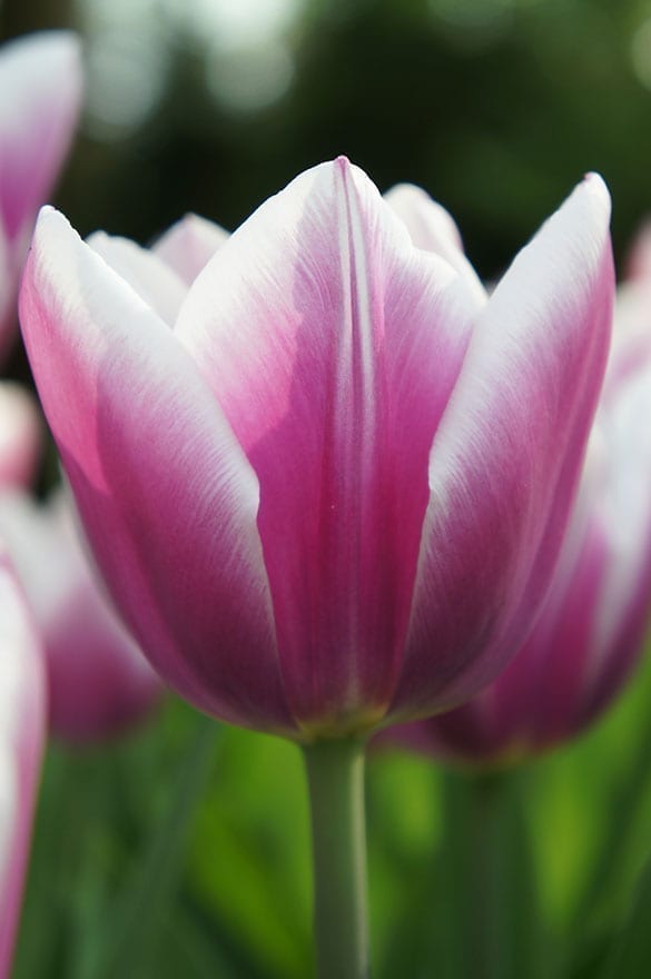 Synaeda Blue Onings Holland Flowerbulbs