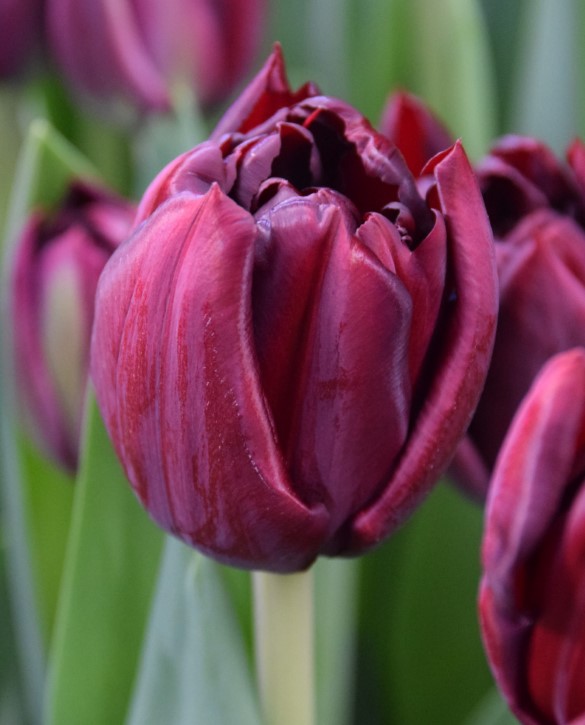 Palmyra Onings Holland Flowerbulbs