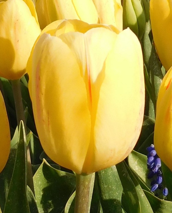 Sandstorm Onings Holland Flowerbulbs