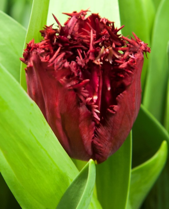 Versaci Onings Holland Flowerbulbs