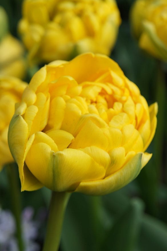 Yellow Onings Holland Flowerbulbs