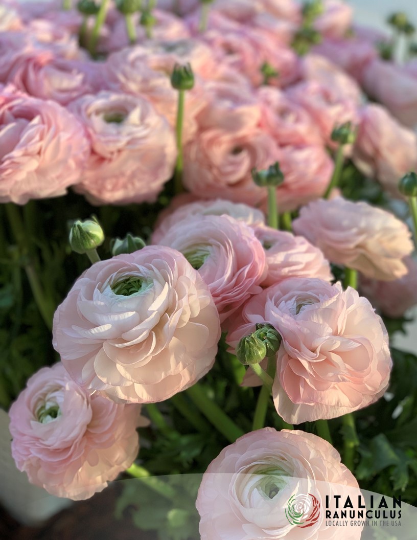 Onings Holland inc. Onings Holland Flowerbulbs