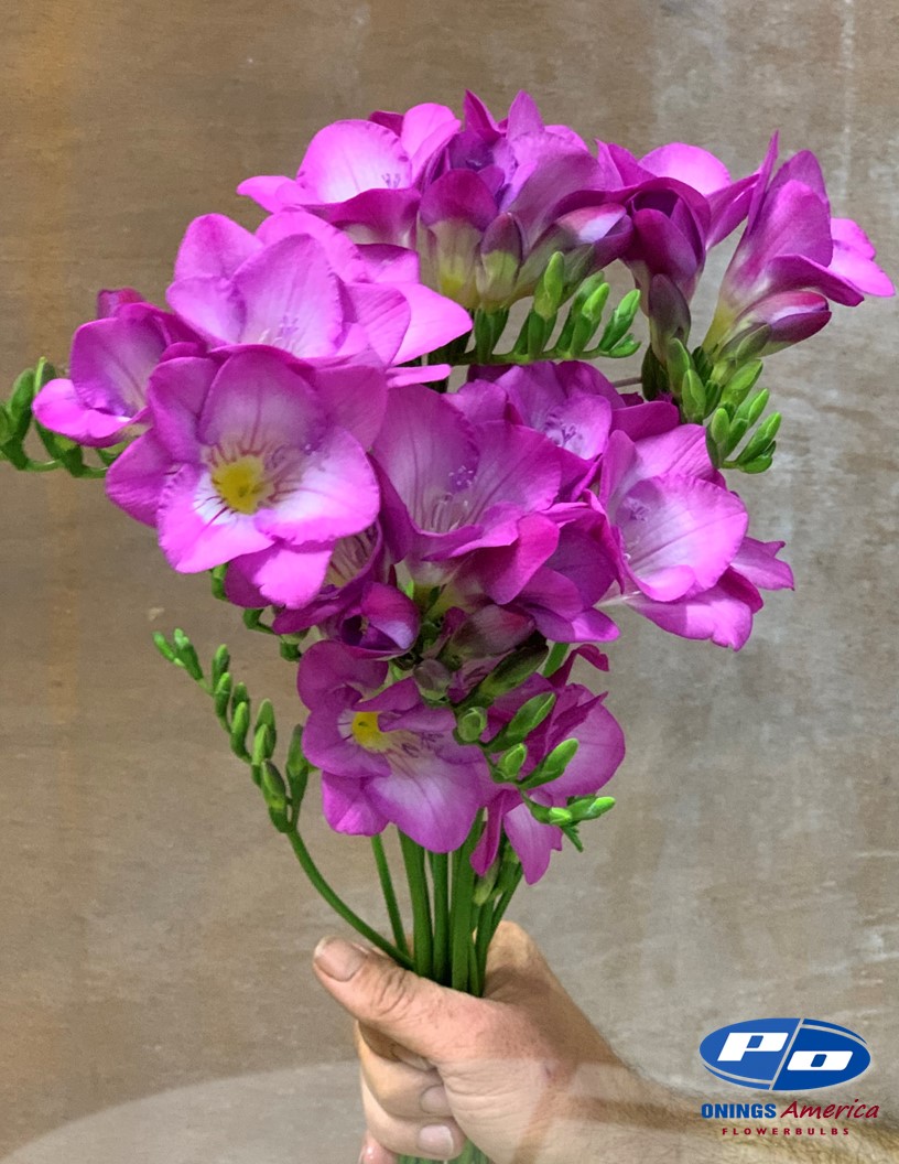 Onings Holland inc. Onings Holland Flowerbulbs