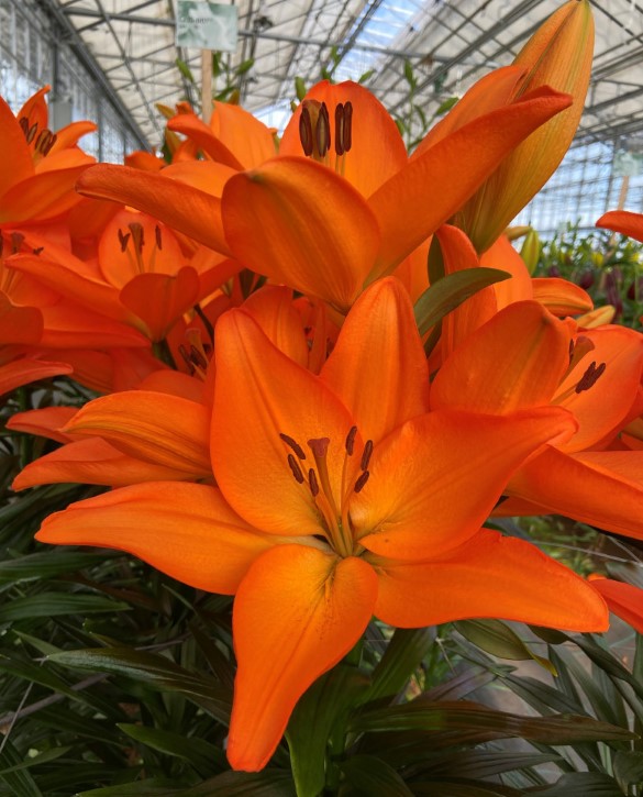 Moordale Onings Holland Flowerbulbs