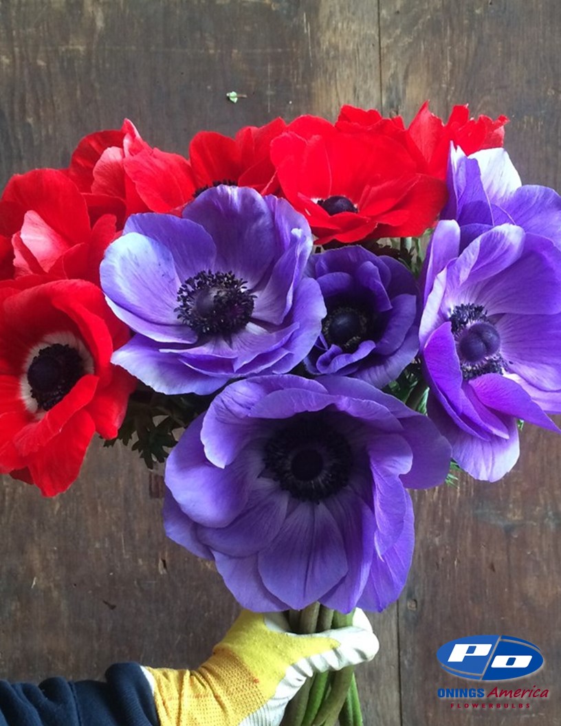 Onings Holland inc. Onings Holland Flowerbulbs