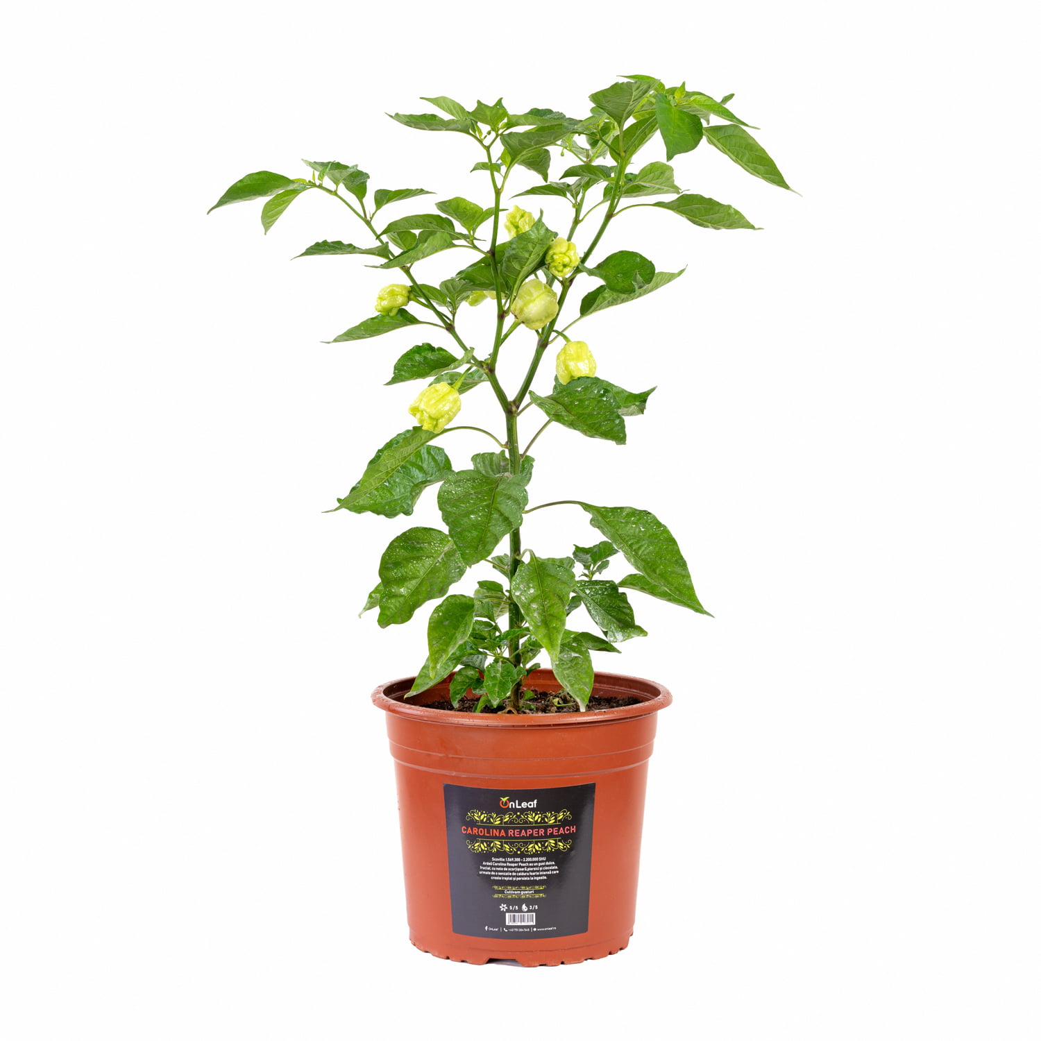 Carolina Reaper Peach onleaf.ro