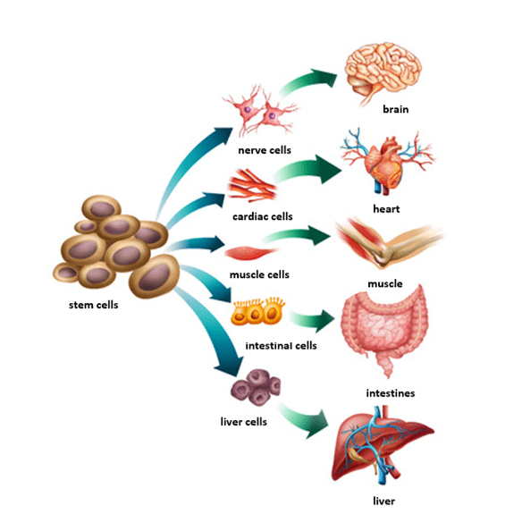 Stem cells What are they? How they work Advantages & Disadvantages