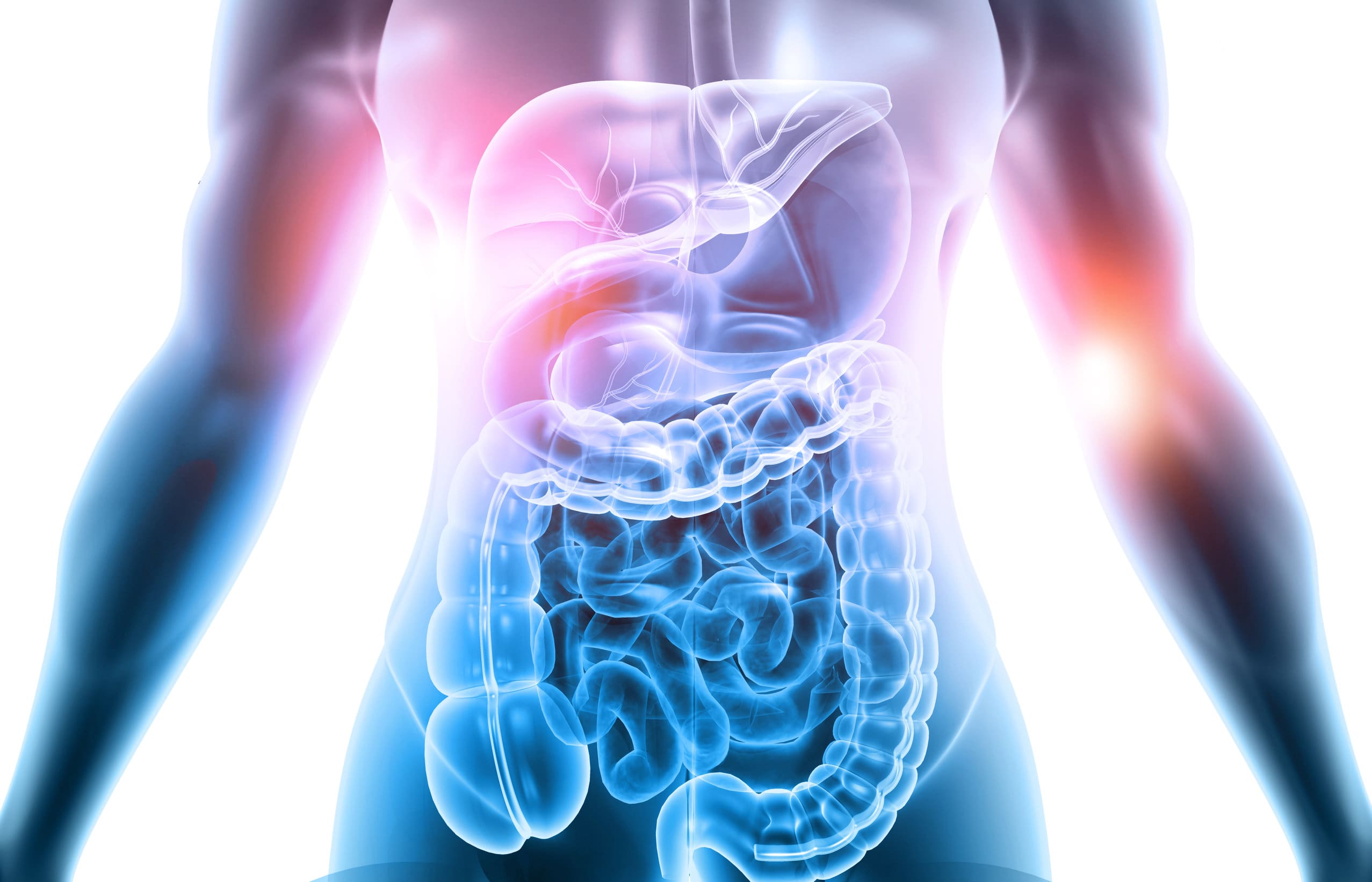 The function of the digestive system Mouth, Stomach, Pancreas, Intestine