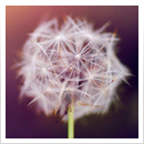 5th Edition Icewind Dale Rime of the Frostmaiden anyflip