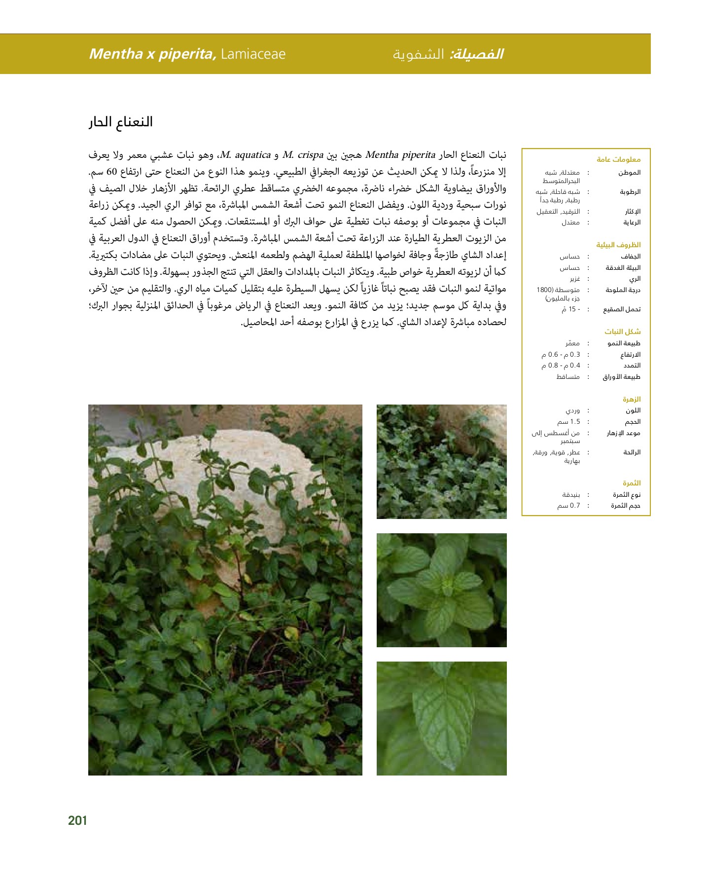 RiyadhPlantsManualAr Ci Oy الصفحة 202 PDF على الإنترنت