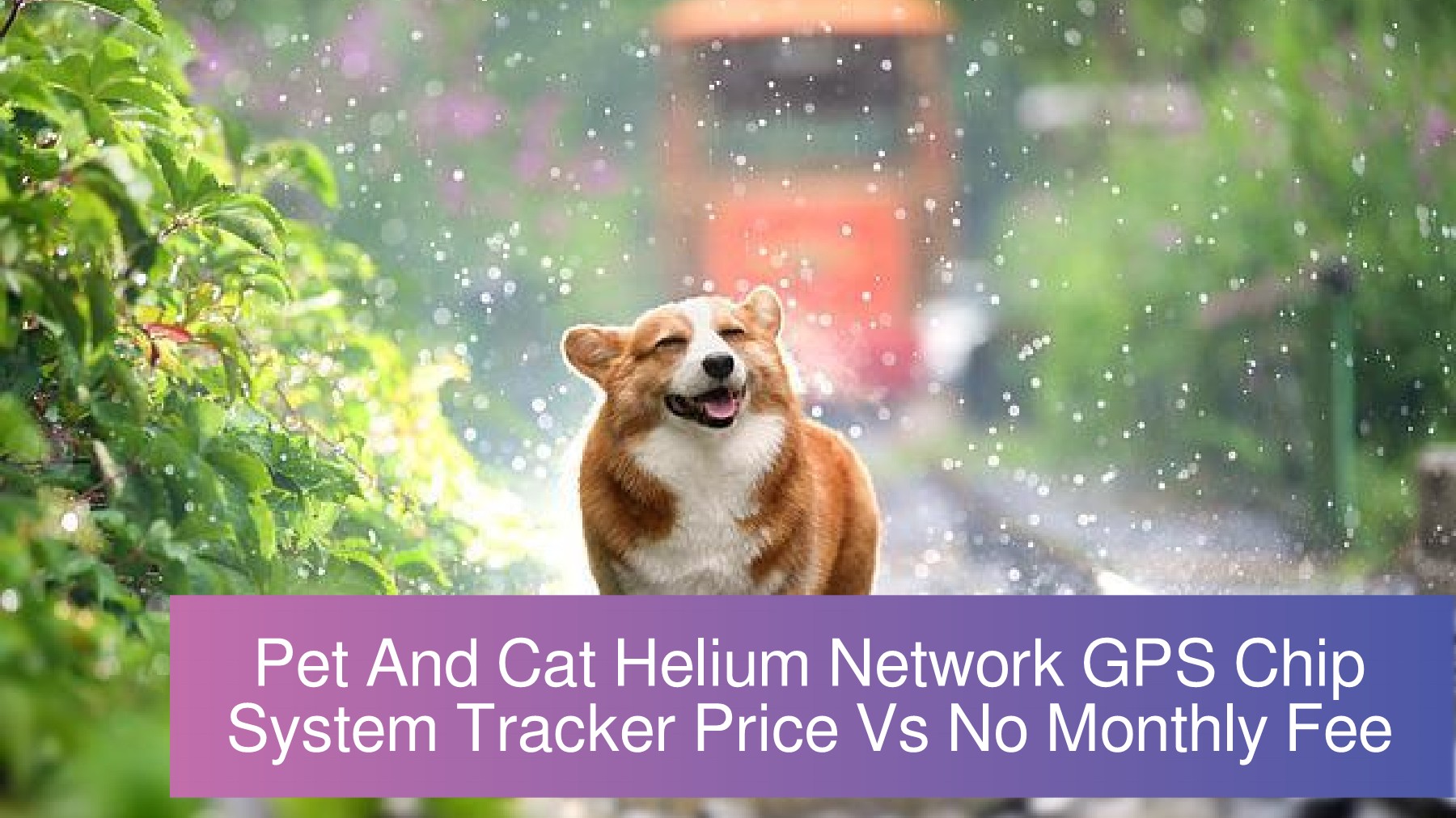 Pet And Cat Helium Network GPS Chip System Tracker Price Vs No Monthly