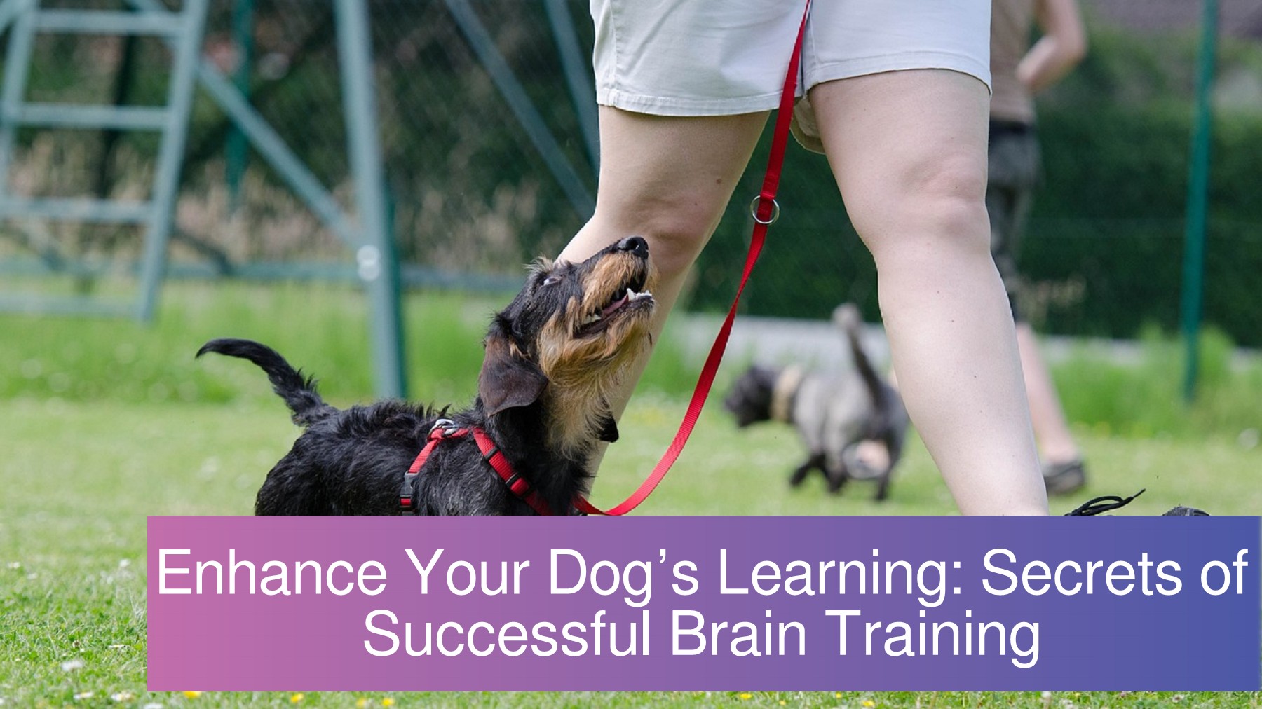 How to Improve Your Dog’s Behavior with Brain Training A Deep Dive