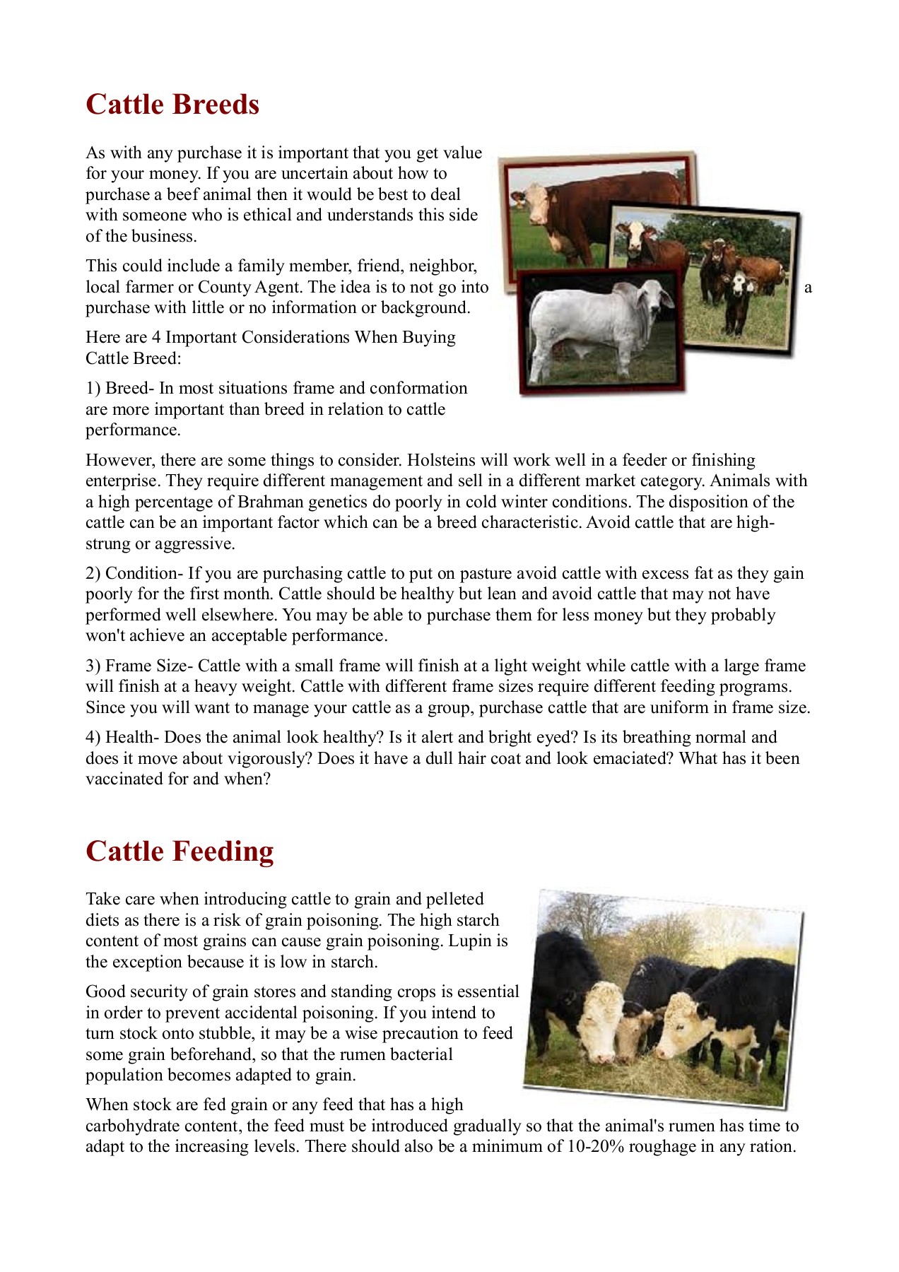 How To Raise Cattle In A Farm paulreyes247 Page 3 Flip PDF Online
